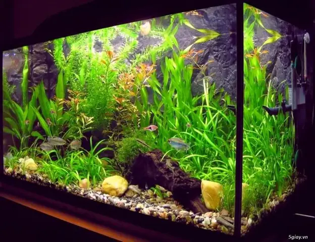 Độ Cứng Của Nước Nuôi Cá