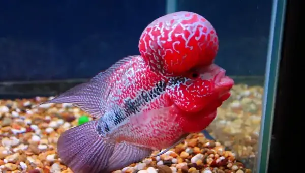 Độ Ph Cho Cá La Hán
