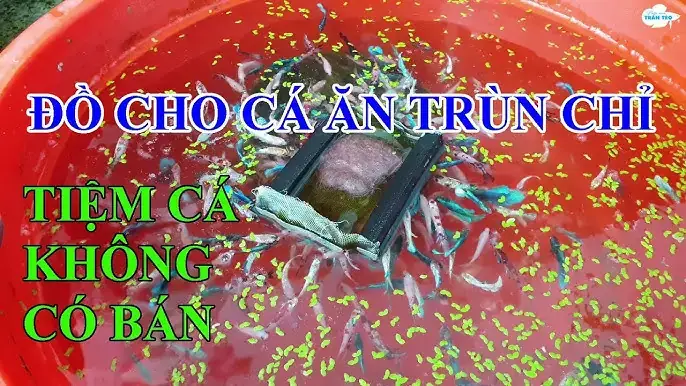 Dụng Cụ Cho Cá Ăn Trùn Chỉ