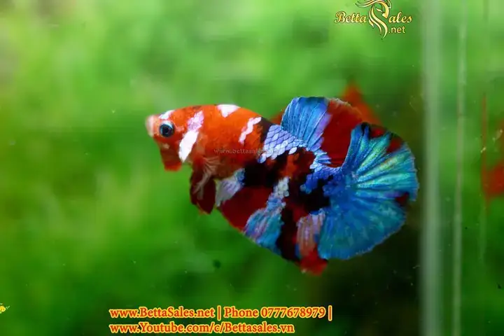 Ép Cá Betta Cận Huyết