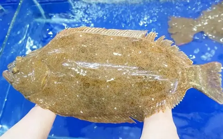 Flatfish Là Cá Gì