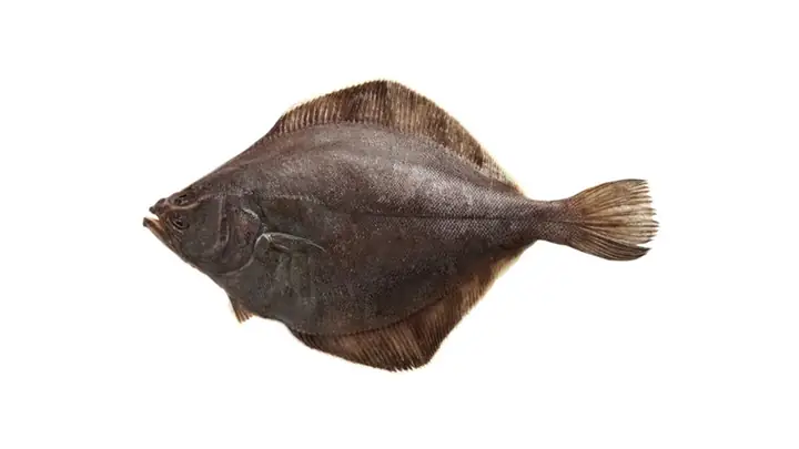 Flounder Là Cá Gì