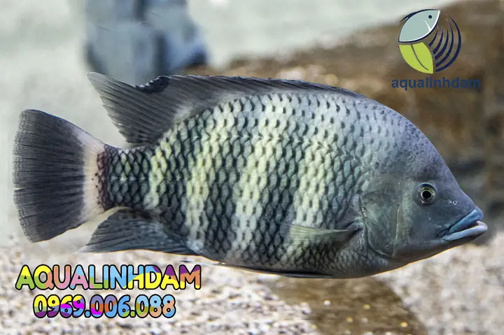 Giá Bán Cá Hoàng Tử Châu Phi
