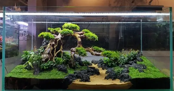 Giá Bể Cá Thủy Sinh Tại Hà Nội