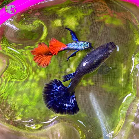 Giá Cá Bảy Màu Dumbo Red Tail