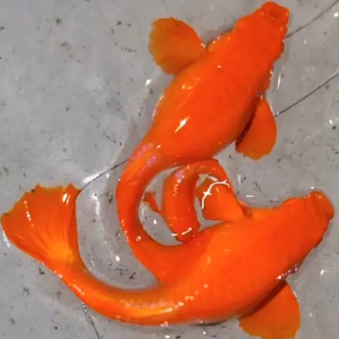 Giá Cá Bảy Màu Koi