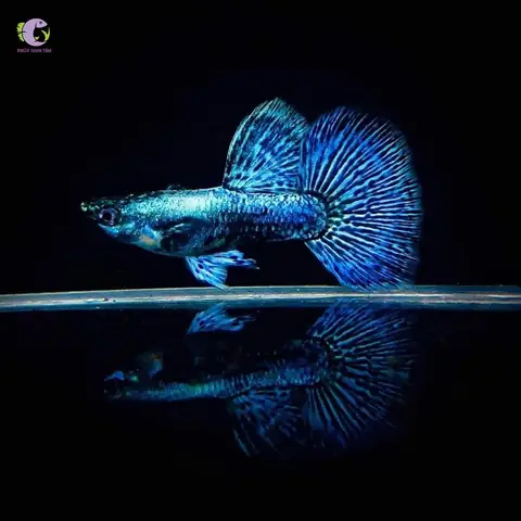 Giá Cá Bảy Màu Rồng Xanh