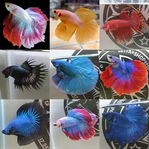 Giá Cá Betta Đẹp