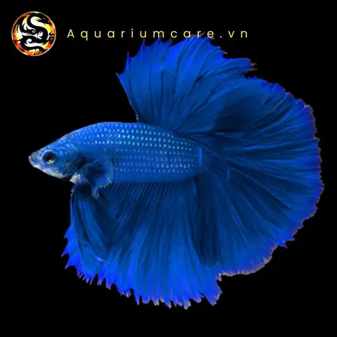Giá Cá Betta Halfmoon