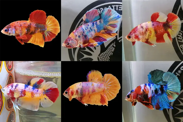 Giá Cá Betta Nemo