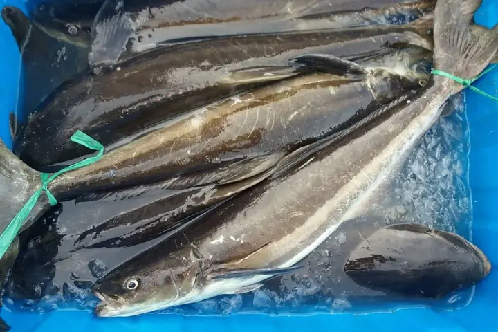 Giá Cá Bớp Nuôi