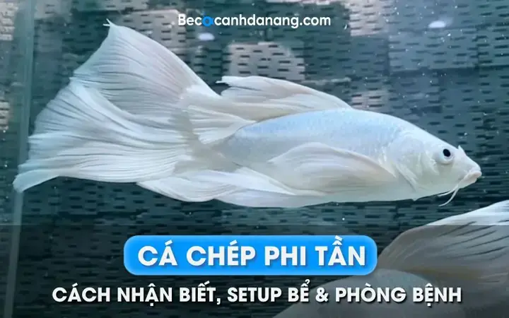 Giá Cá Chép Trắng