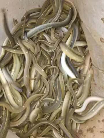Giá Cá Chình Bông Hiện Nay