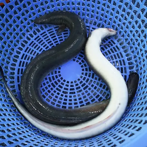 Giá Cá Chình Suối