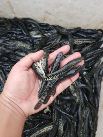 Giá Cá Chuối Hoa