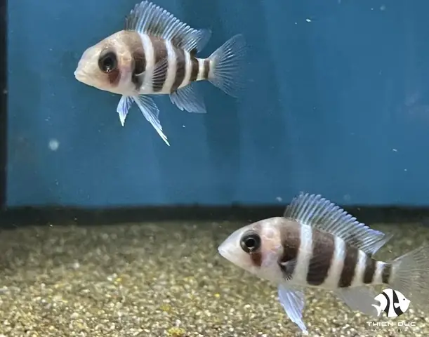Giá Cá Đầu Bò Giá Cá Đầu Bò