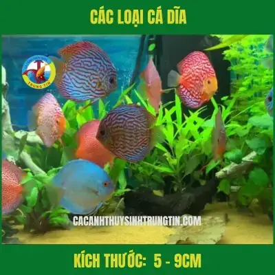 Giá Cá Đĩa Size Nhỏ
