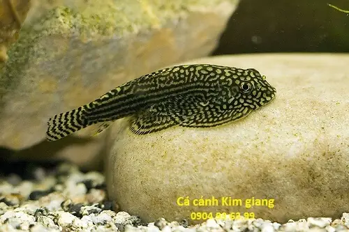 Giá Cá Dọn Bể