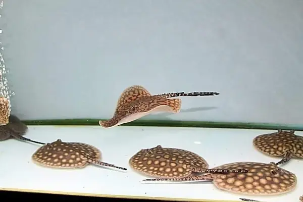 Giá Cá Đuối Cảnh