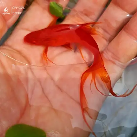 Giá Cá Hồng Kiếm