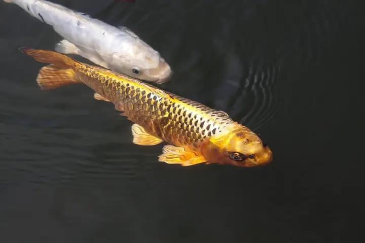 Giá Cá Koi Đắt Nhất