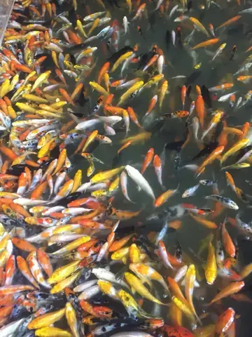 Giá Cá Koi Nhật Giống