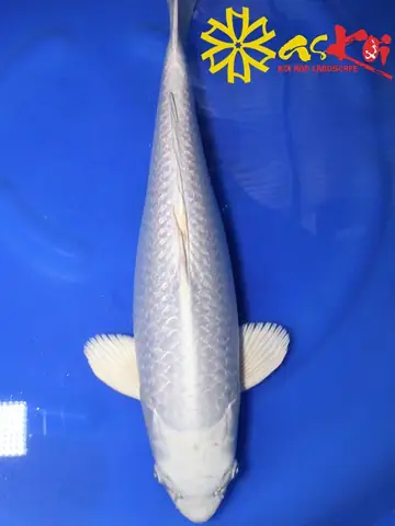 Giá Cá Koi Trắng