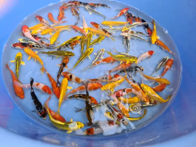 Giá Cá Koi Trên Thị Trường