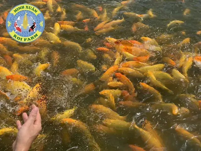Giá Cá Koi Trưởng Thành