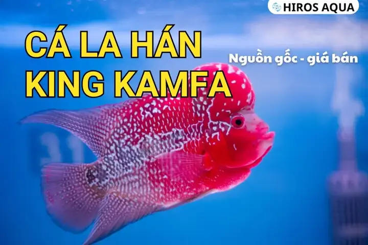 Giá Cá La Hán Kamfa
