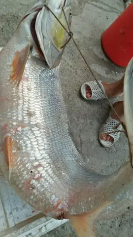 Giá Cá Măng Sông