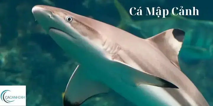 Giá Cá Mập Cảnh