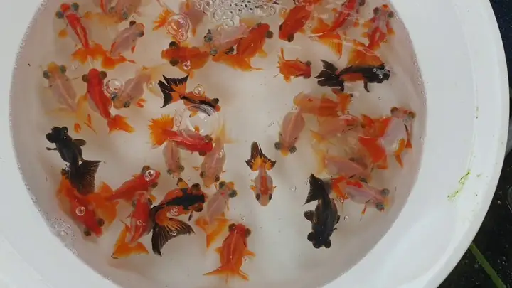 Giá Cá Mắt Lồi