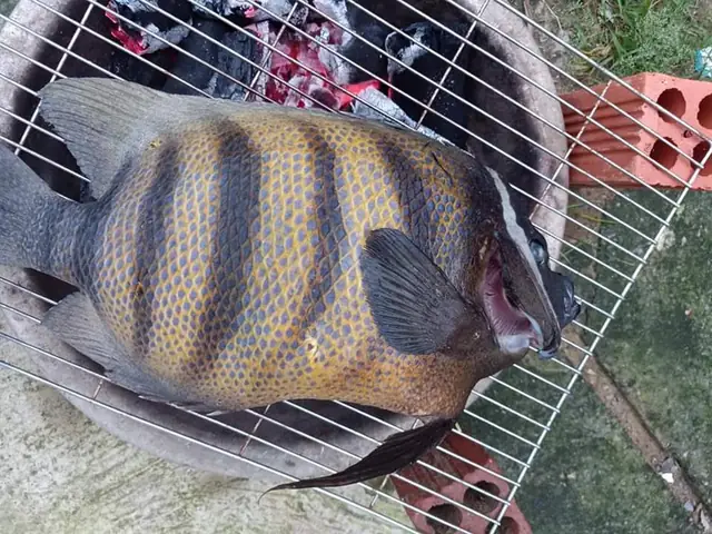 Giá Cá Nanh Heo