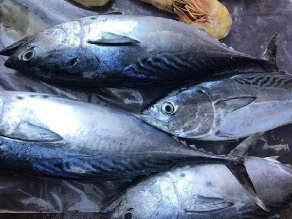 Giá Cá Ngừ Chù