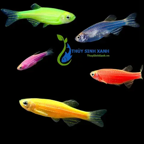 Giá Cá Ngựa Vằn