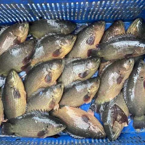 Giá Cá Rô Đầu Nhím