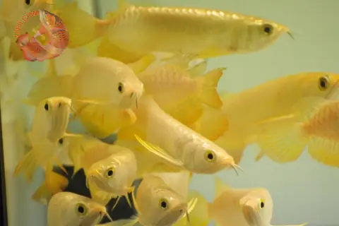 Giá Cá Rồng Bối
