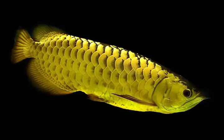 Giá Cá Rồng Fafu