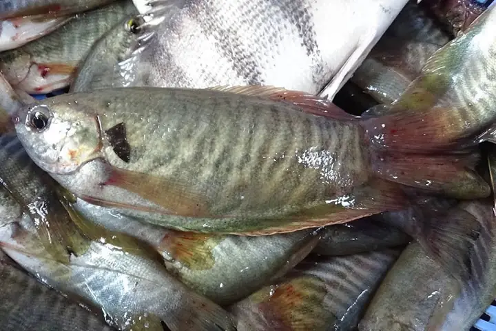 Giá Cá Sặc Rằn Thương Phẩm