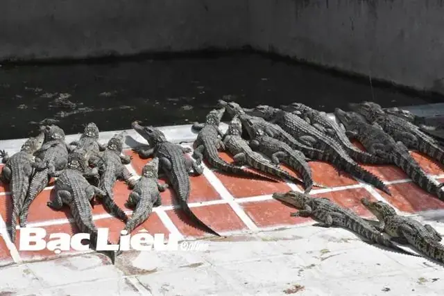 Giá Cá Sấu Hiện Nay Giá Cá Sấu Hiện Nay