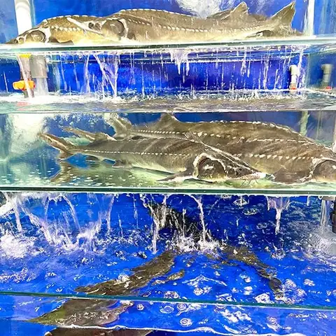 Giá Cá Tầm Sa Pa