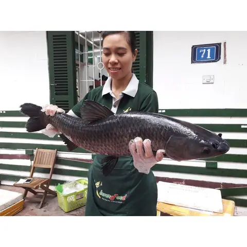 Giá Cá Trắm Đen Sông Đà