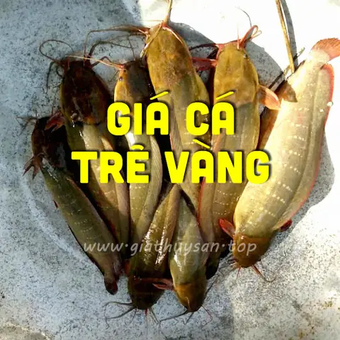 Giá Cá Trê Vàng Hiện Nay