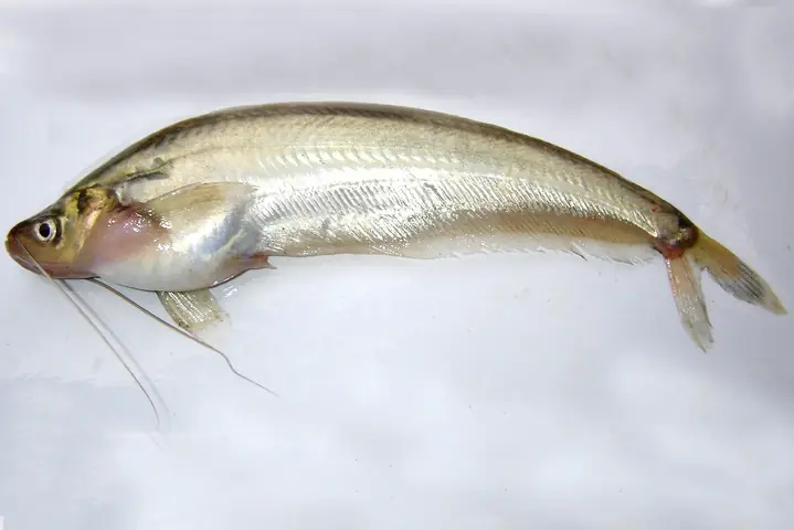 Giá Cá Trèn Bầu