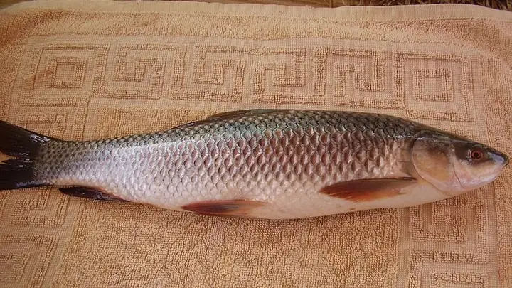 Giá Cá Trôi Ấn Độ