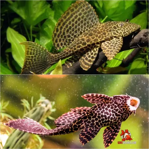 Giá Cá Tỳ Bà Beo Giá Cá Tỳ Bà Beo