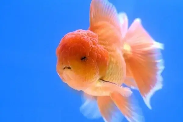 Giá Cá Vàng Đầu Lân