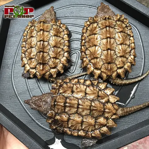 Giá Rùa Cá Sấu Vàng