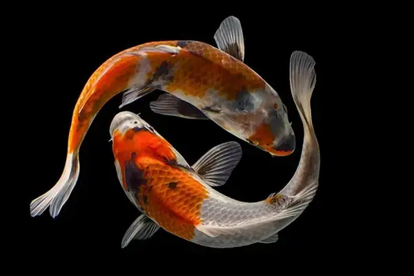 Giá Trị Của Cá Koi Giá Trị Của Cá Koi